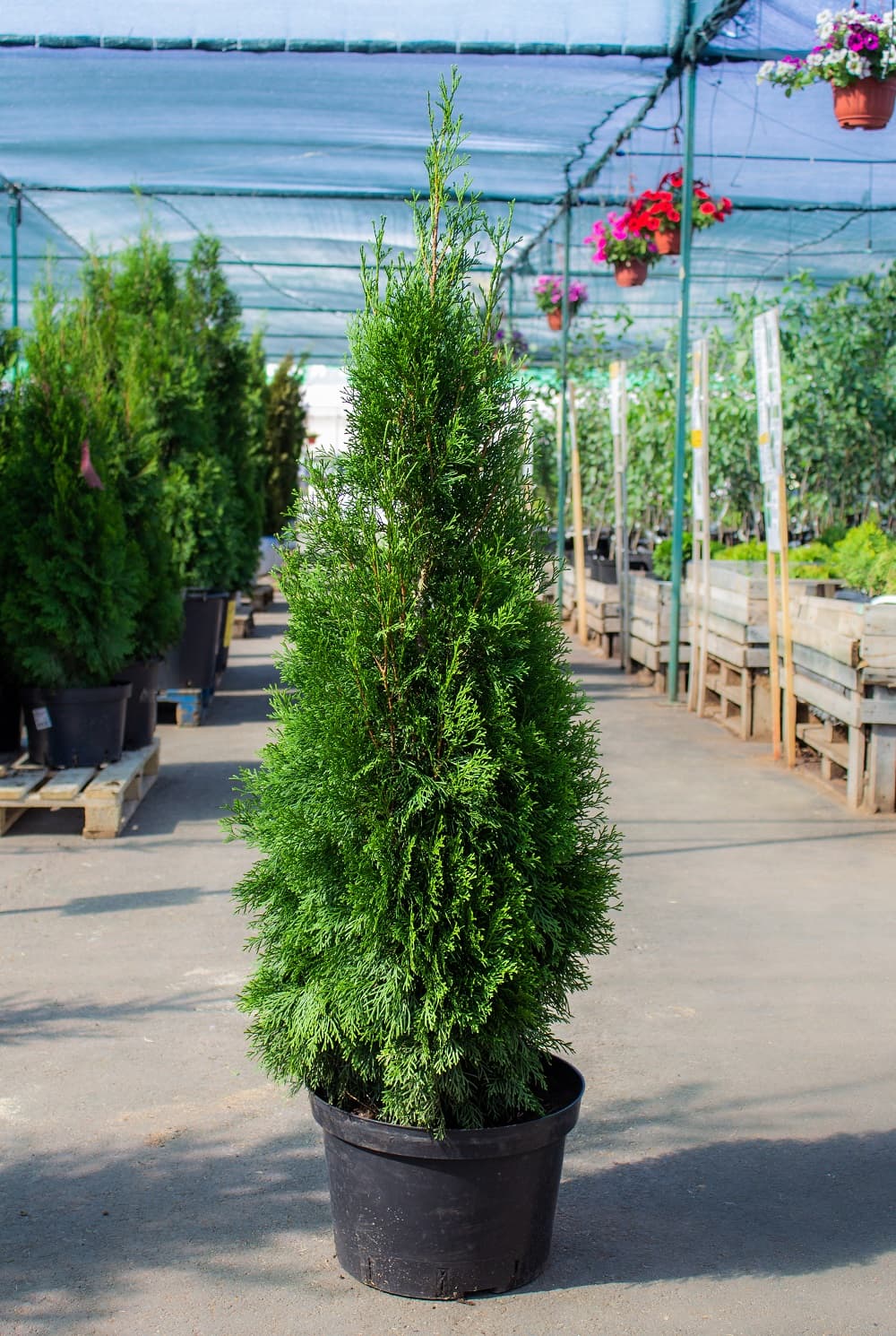 Саженец западной туи Смарагд/Thuja occidentalis Smaragd 120-140 — цена в  Балаково, купить в интернет-магазине, характеристики и отзывы, фото