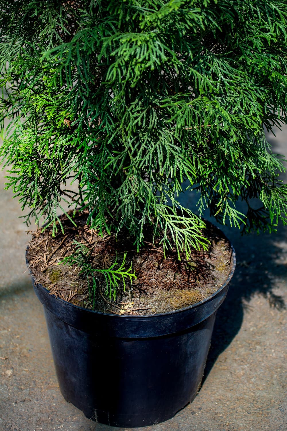 Саженец западной туи Смарагд/Thuja occidentalis Smaragd 120-140 — цена в  Балаково, купить в интернет-магазине, характеристики и отзывы, фото