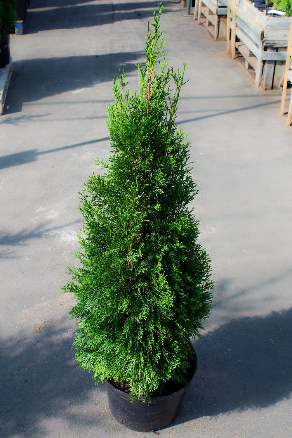 Саженец западной туи Смарагд/Thuja occidentalis Smaragd 120-140 — цена в  Балаково, купить в интернет-магазине, характеристики и отзывы, фото