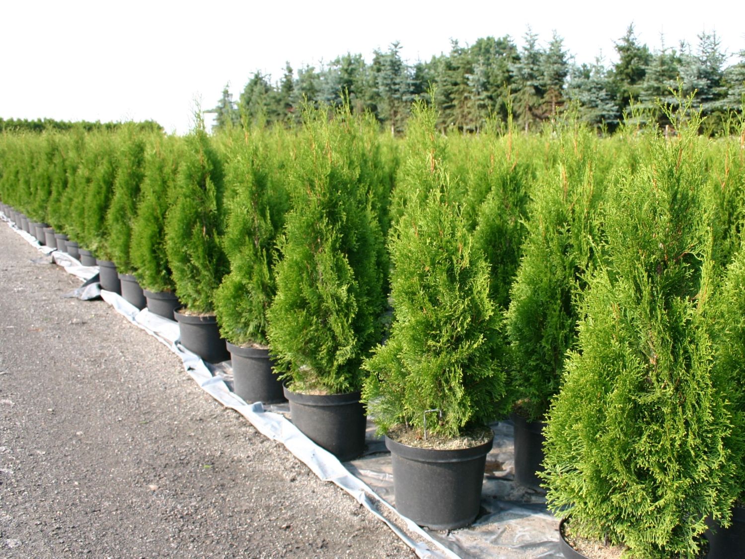 Саженец западной туи Смарагд/Thuja occidentalis Smaragd 120-140 — цена в  Балаково, купить в интернет-магазине, характеристики и отзывы, фото